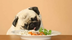 Perfektné psie jedlo